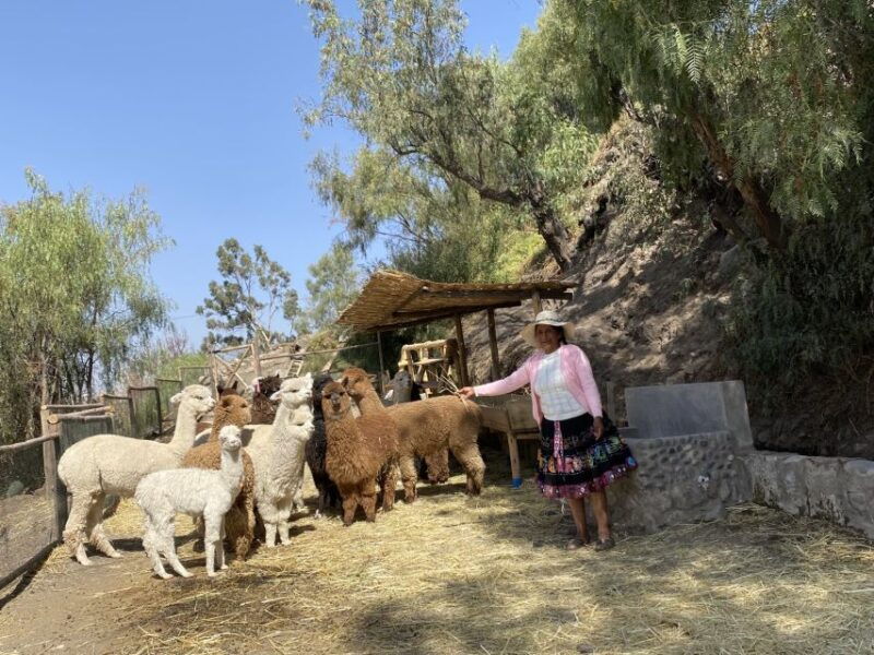 arequipa-experiential-textile-tourist-center
