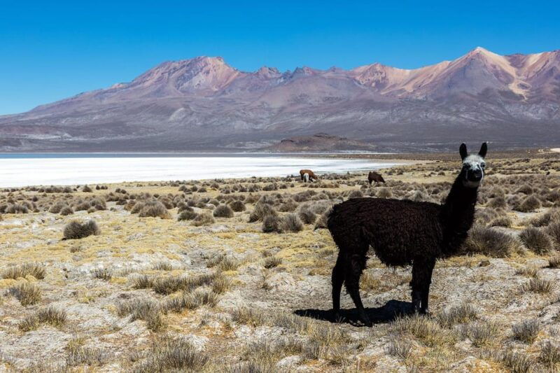 arequipa-salinas-lagoon-laguna-de-salinas-salt-lake