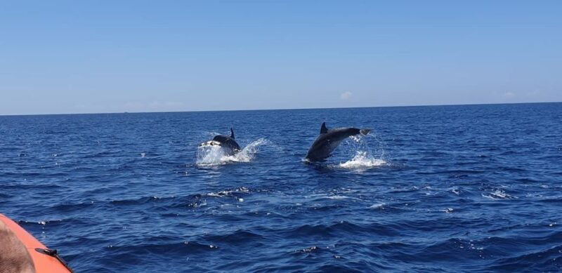arrabida-sesimbra-dolphin-watching