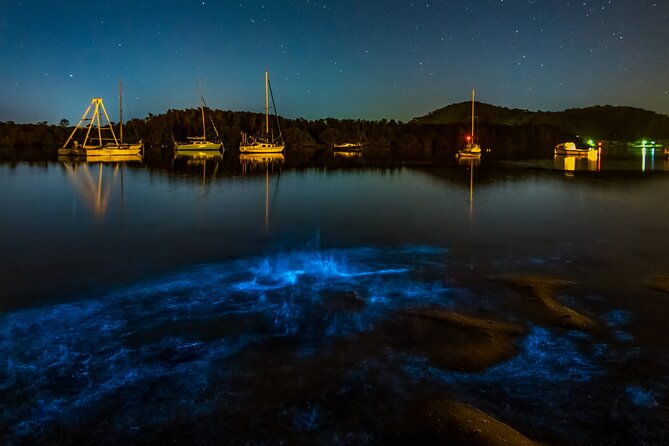 Auckland Bioluminescence Kayak Tour - Practical Details: What You Need to Know
