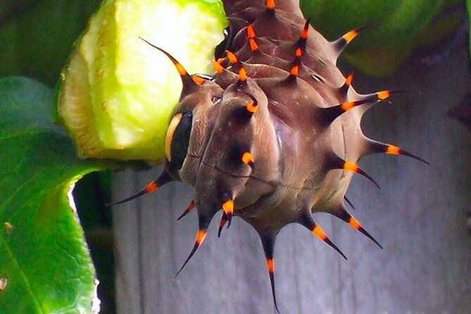 Australian Butterfly Sanctuary - Practical Details and Tips