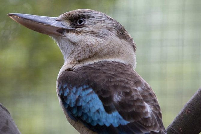 Australian Wildlife Tour at Melbourne Zoo Ticket - excl. entry - The Sum Up: Who Should Consider This Tour?