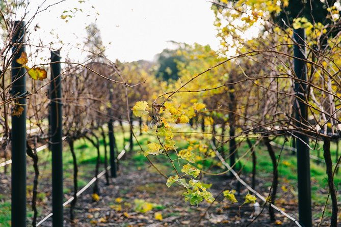 Australian Wine Discovery Tour Ticket - Who Will Benefit Most?