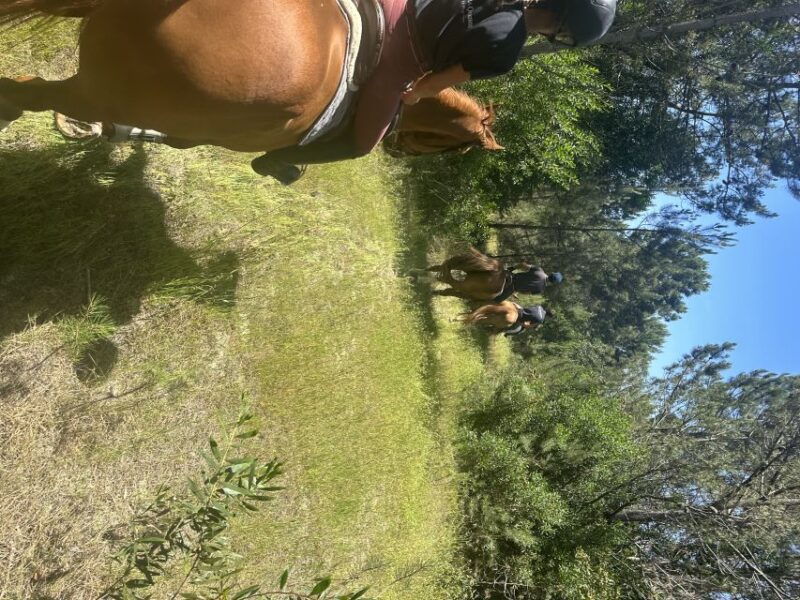aveiro-horse-riding-experience-with-instructor