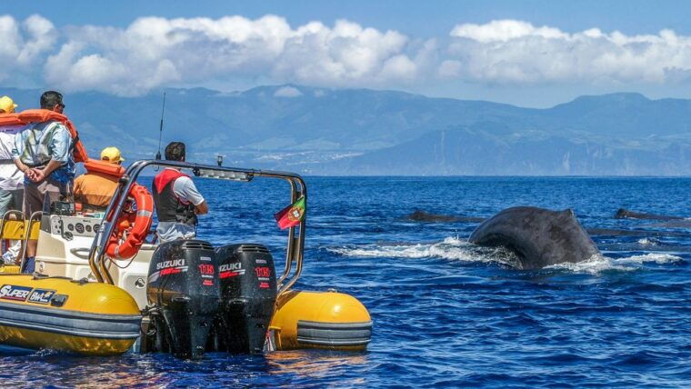 azores-whale-watching-and-islet-boat-tour