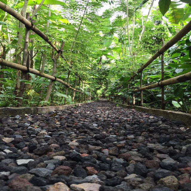 bali-best-sunrise-spots-ubud-monkey-forest-private-tour