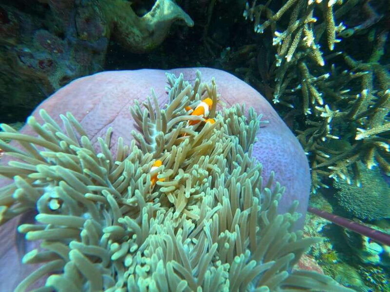 bali-blue-lagoon-and-tanjung-jepun-snorkeling-tour-with