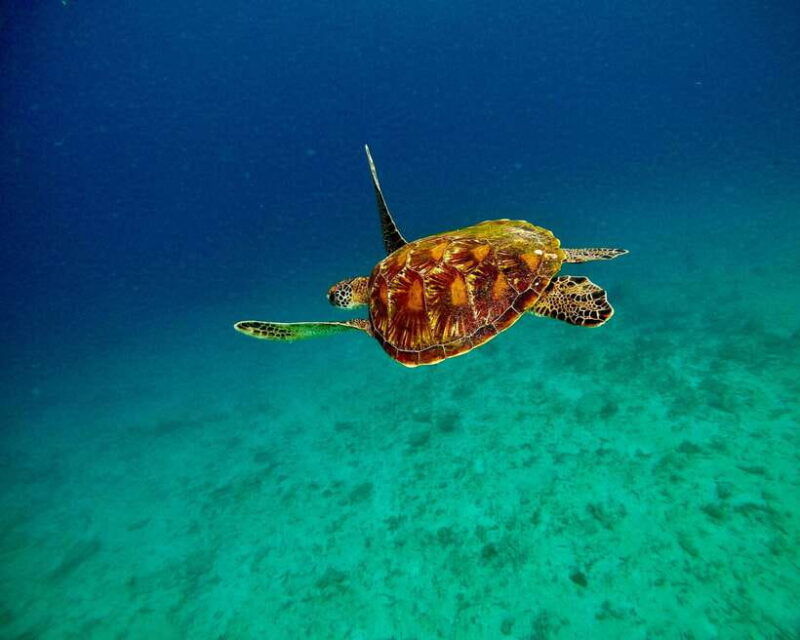 bali-blue-lagoon-tanjung-jepun-snorkeling-lunch