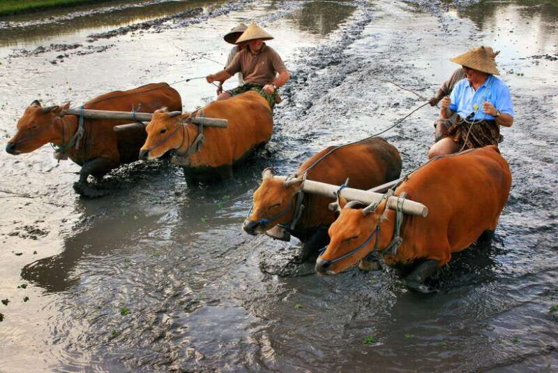 bali-experience-authentic-balinese-life-private-tour
