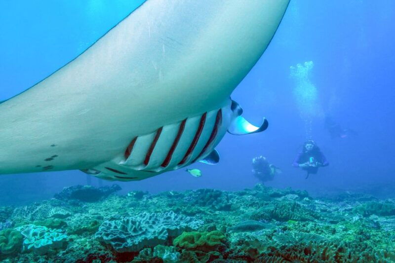 bali-full-day-snorkeling-trip-to-nusa-penida-manta-point