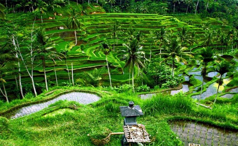 bali-instagenic-tour