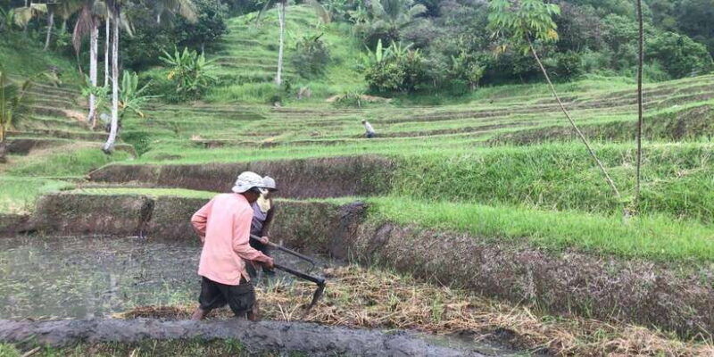 bali-jatiluwih-full-day-e-bike-and-trekking-tour