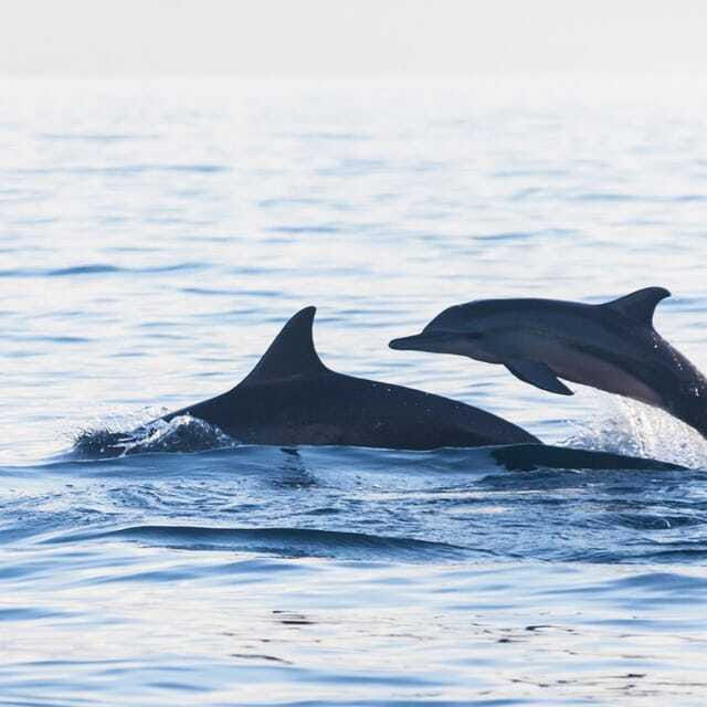 bali-lovina-dolphin-watching-and-snorkeling-tour-2
