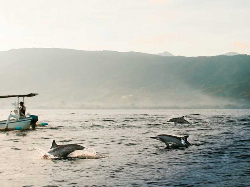 bali-lovina-dolphin-watching-and-snorkeling-tour