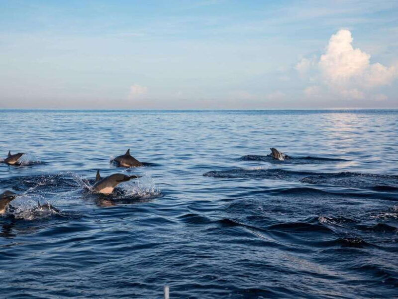 bali-lovina-marine-wonders-dolphin-swim-snorkeling