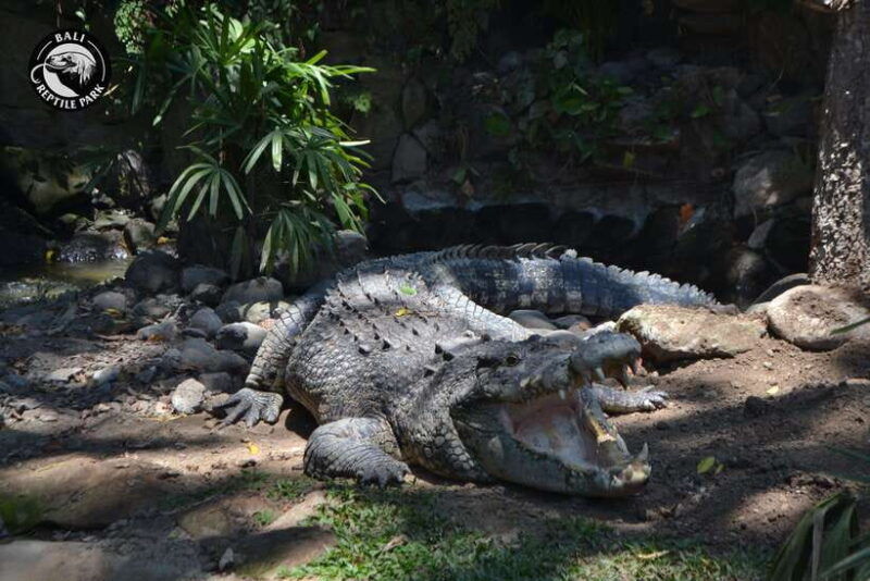 bali-reptile-park-1-day-admission-ticket