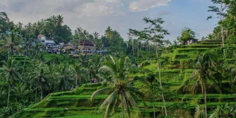 bali-silver-class-monkey-forest-rice-field-coffee-farm
