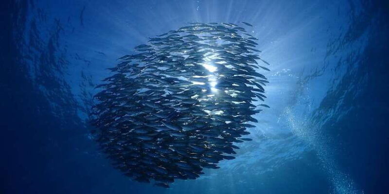 bali-tulamben-usat-liberty-wreck-scuba-diving