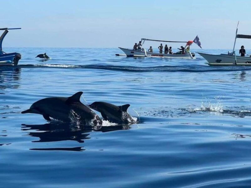 bali-watching-dolphin-swimming-snorkeling-tour