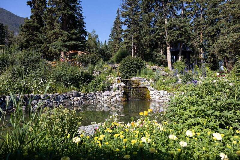 banff-edible-and-medicinal-plants-nature-walk