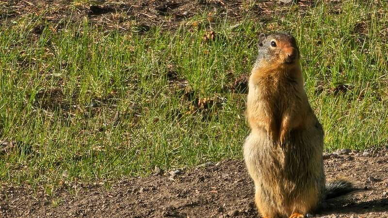 banff-evening-wildlife-safari-guided-tour