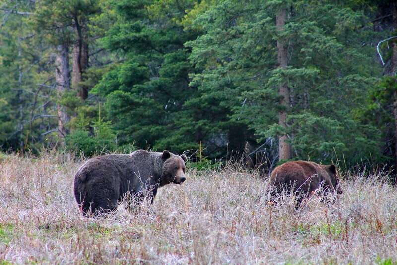 banff-guided-nature-walk-with-bear-country-safety-tips
