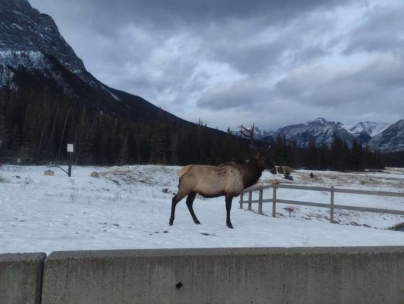 banff-hot-spring-gondola-lakes-wildlife-tour