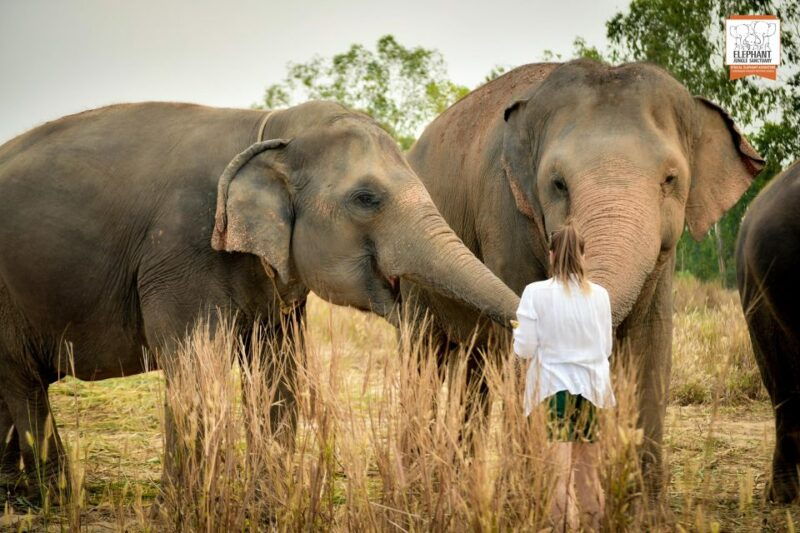 bangkok-pattaya-elephant-jungle-sanctuary-half-day-tour