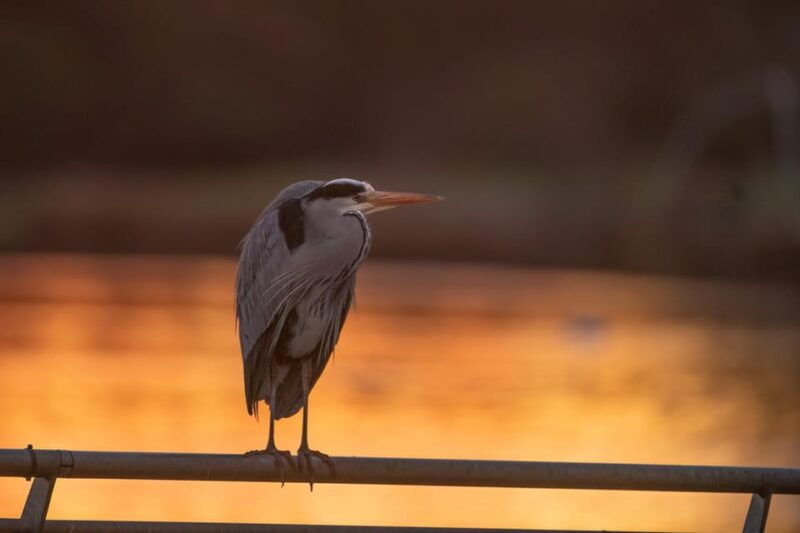 beginners-wildlife-photography-workshop
