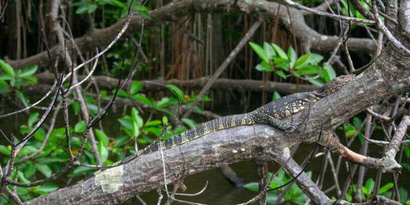 bentota-beach-river-mangroves-lagoon-wildlife-tour