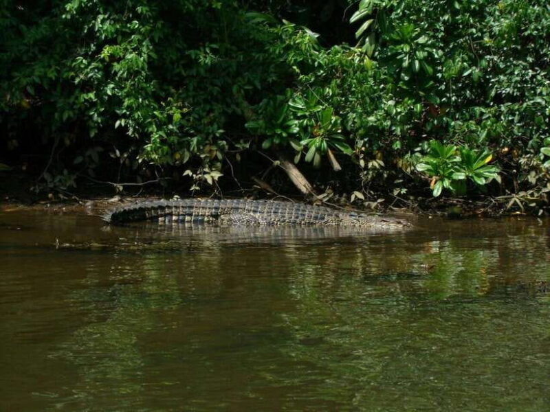 bentota-river-boat-safari