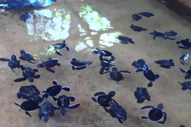 Bentota Village Tour with River Safari & Tea Plantation/Factory - All Inclusive - FAQ Section