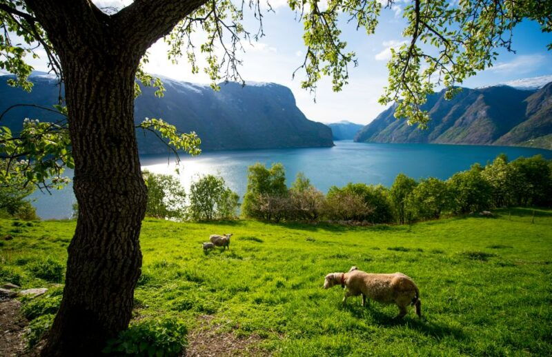 bergen-viking-village-naeroyfjord-cruise-flam-railway