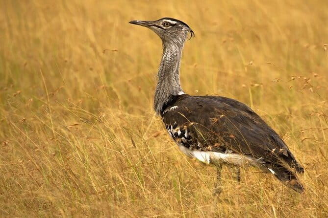 Bhuj to White Rann of Kutch - FAQ