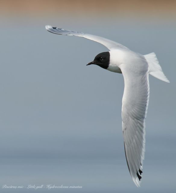 bird-watching-and-photography-private-tour-near-constanta