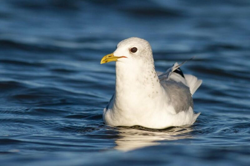 bird-watching-in-the-stockholm-archipelago