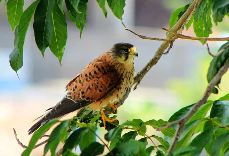 bird-watching-the-raptors