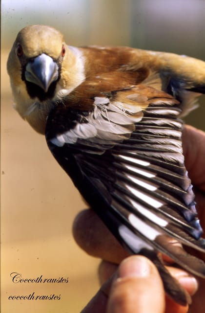 birdwatching-in-aostas-valley