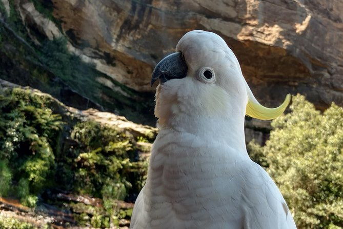 Blue Mountains Private Tour - Flexibility & Personalization
