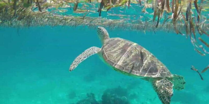 bohol-island-hopping-tour-private-tour