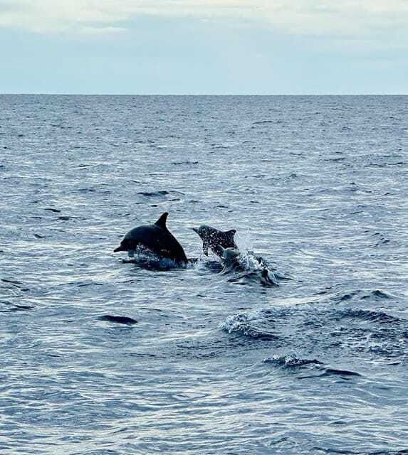 bohol-pamilacan-island-turtle-dolphin-watching