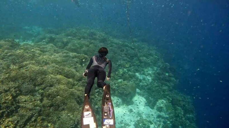 bohol-turtle-sanctuary-snorkeling-boat-tour-with-lunch