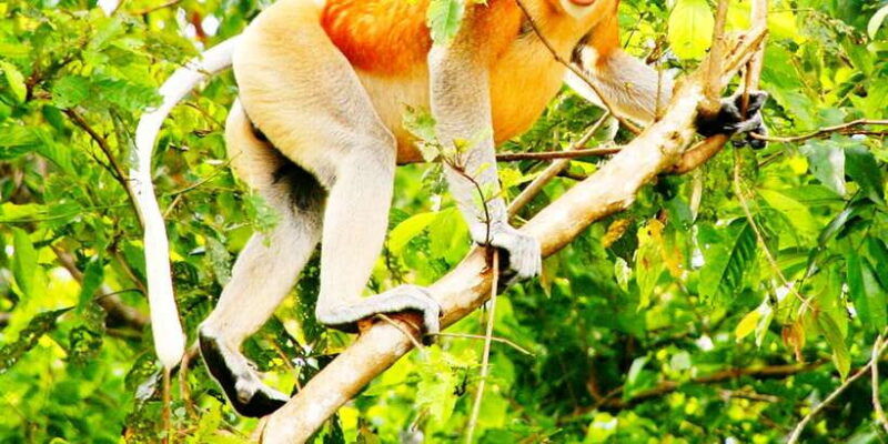 bongawan-wetland-proboscis-monkey-and-fireflies-shared-tour