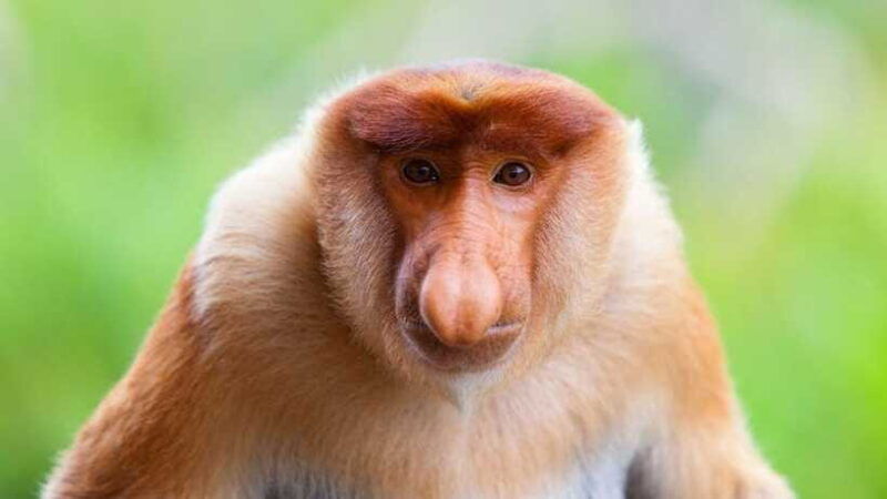 borneo-orangutan-proboscis-monkey-and-sun-bear-tour