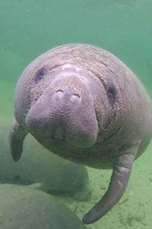 bradenton-anna-maria-island-guided-kayaking-manatee-tour