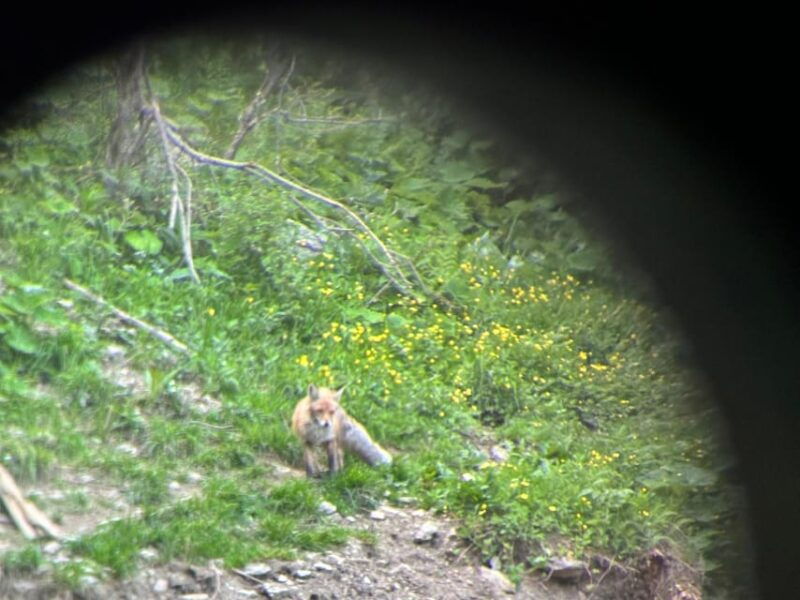 brasov-bear-watching-in-the-wild-from-a-hideout