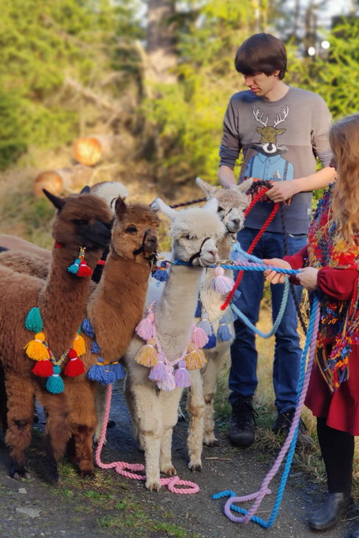 braunschweig-alpaca-trekking-tour