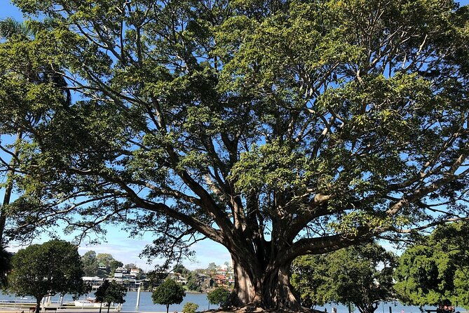 Brisbane City Highlights Sightseeing Tour - FAQ – Your Practical Questions Answered
