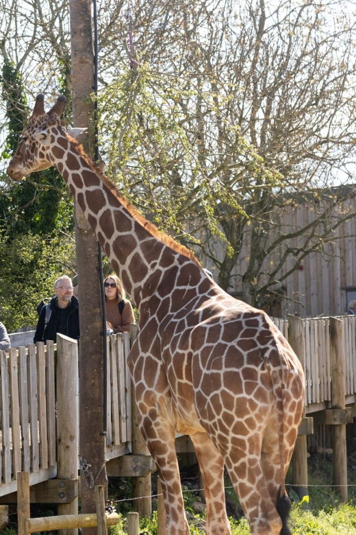 bristol-bristol-zoo-project-entry-ticket