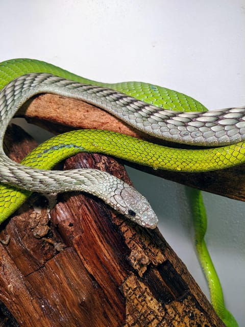 bristol-venomous-snake-tour-with-reptile-photo